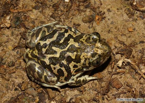 Image of Eastern Spadefoot