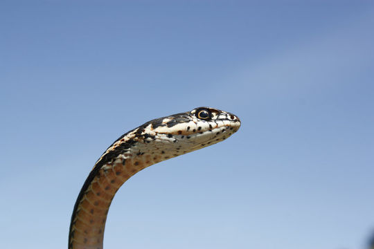 <i>Masticophis lateralis euryxanthus</i> resmi