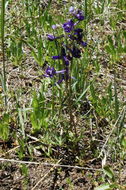 Image of twolobe larkspur