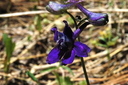 Image of twolobe larkspur