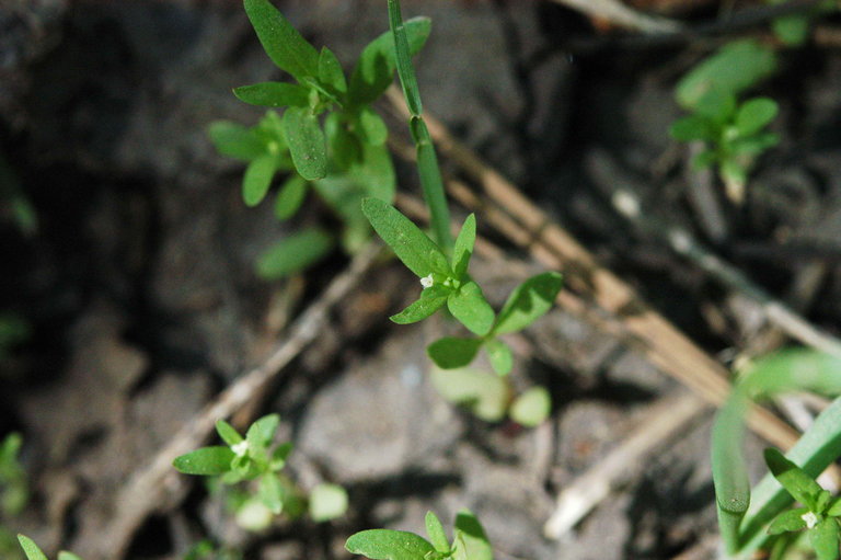 Image of twinleaf bedstraw