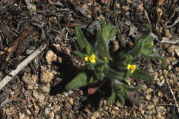 Image de Hemizonella minima (A. Gray) A. Gray