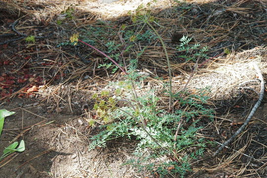 Image of Gray's licorice-root