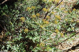 Image of Gray's licorice-root