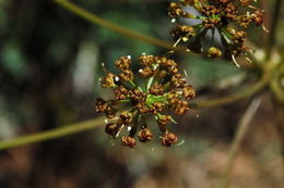 Image of Gray's licorice-root