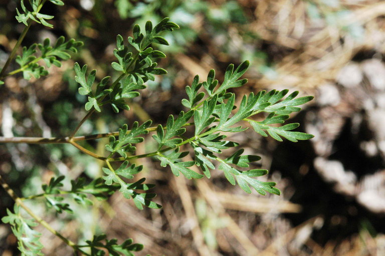 Image of Gray's licorice-root