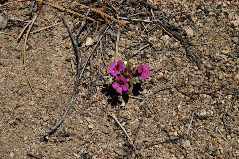 Plancia ëd <i>Mimulus nanus</i>