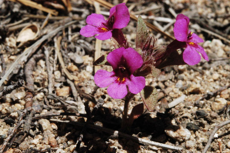 Plancia ëd <i>Mimulus nanus</i>