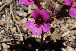 Plancia ëd <i>Mimulus nanus</i>