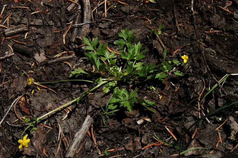 Imagem de Ranunculus occidentalis Nutt.