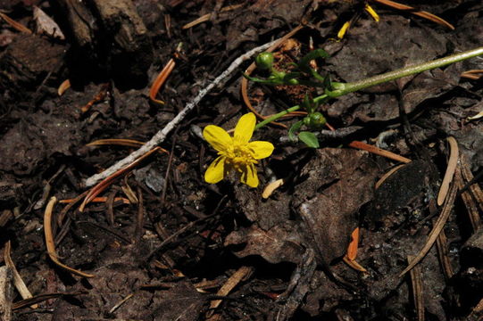 Слика од Ranunculus occidentalis Nutt.