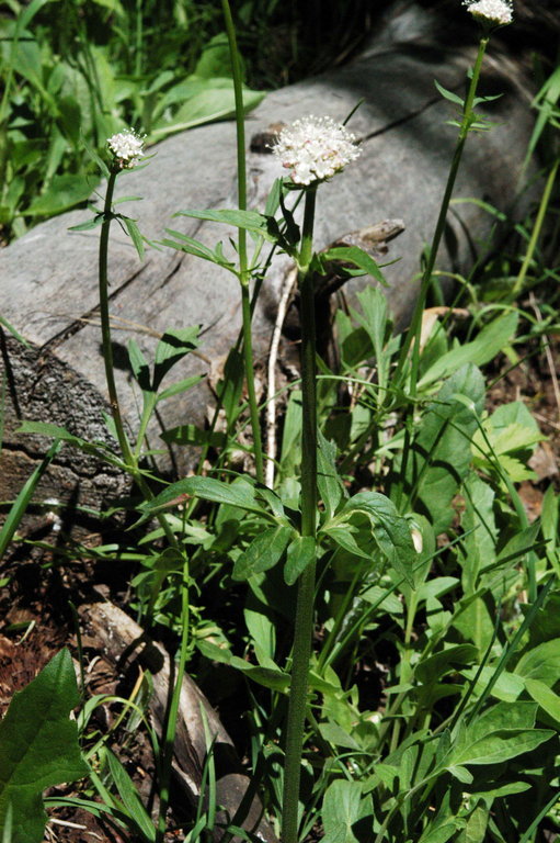 Image of California valerian