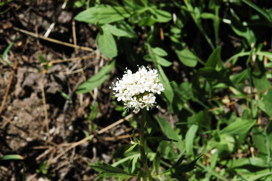 Image of California valerian