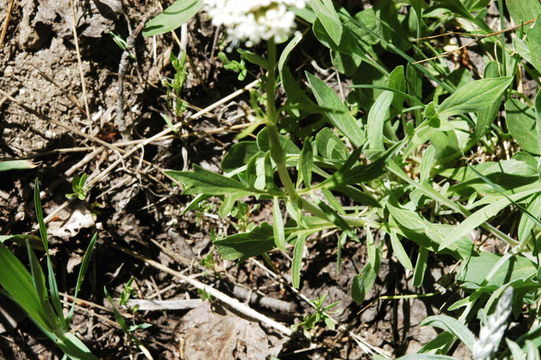 Image of California valerian