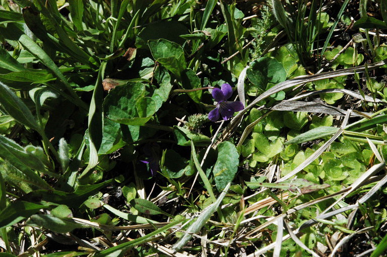 Image of northern bog violet