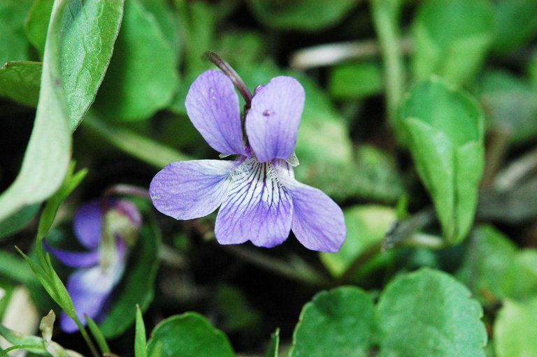 Image of northern bog violet