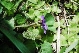 Image of northern bog violet