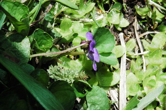 Слика од Viola nephrophylla Greene