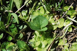 Image of northern bog violet