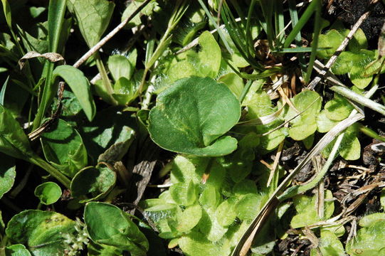 Слика од Viola nephrophylla Greene