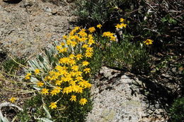 Image of stemless mock goldenweed