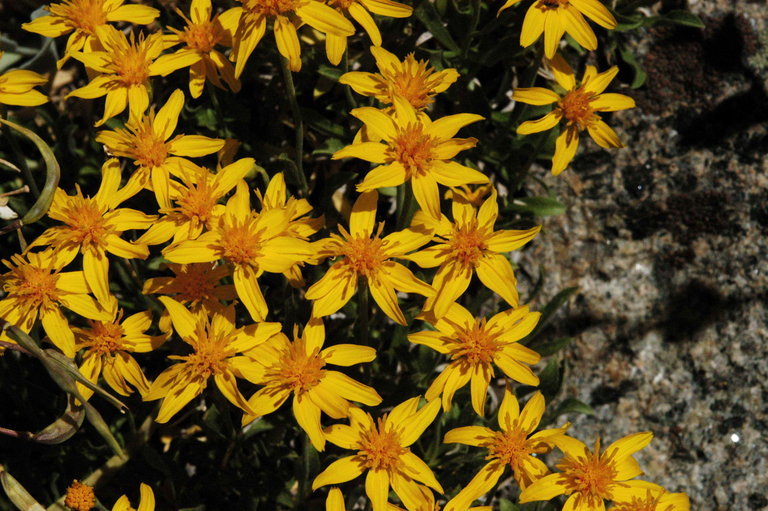 Image of stemless mock goldenweed