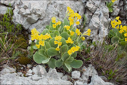 Image of Primula auricula L.