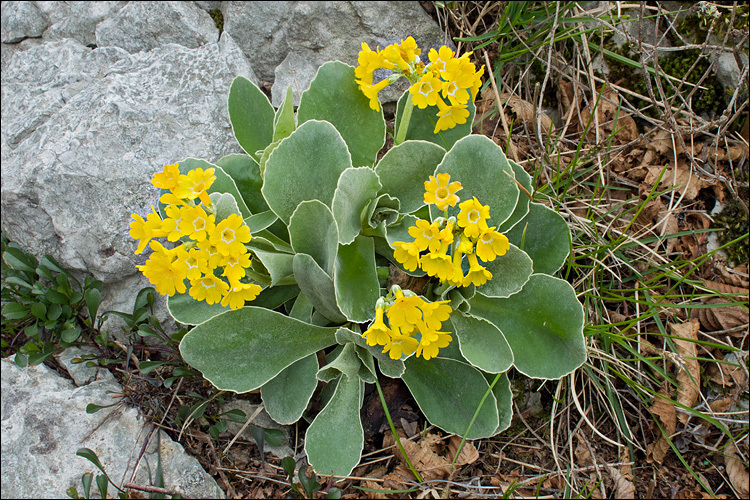 Image of Primula auricula L.