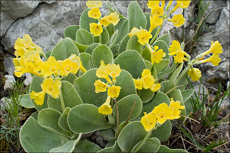 Image of Primula auricula L.