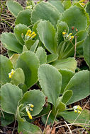 Image of Primula auricula L.