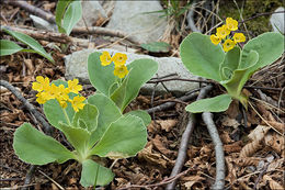 Image of Primula auricula L.