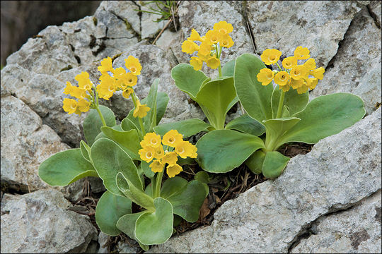 Image of Primula auricula L.