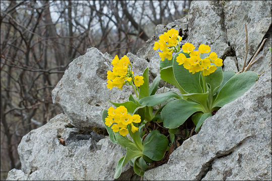 Image of Primula auricula L.