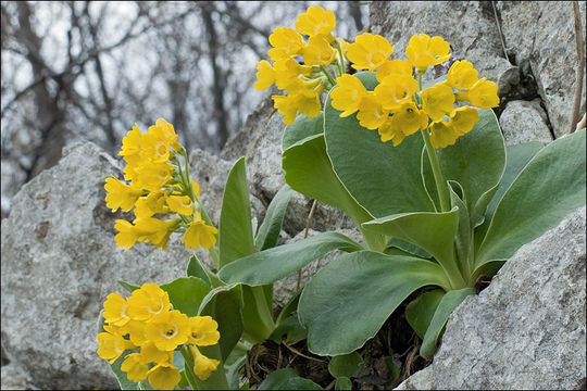 Image of Primula auricula L.