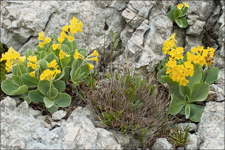 Image of Primula auricula L.