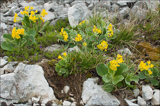 Image of Primula auricula L.