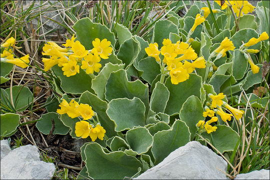 Image of Primula auricula L.