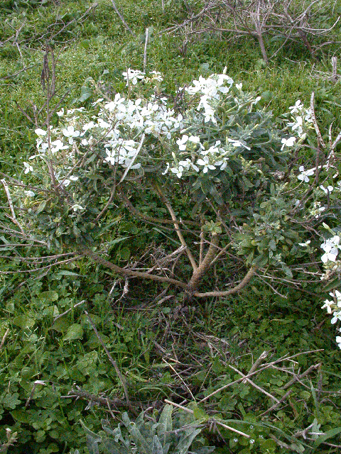 Plancia ëd Matthiola incana (L.) W. T. Aiton