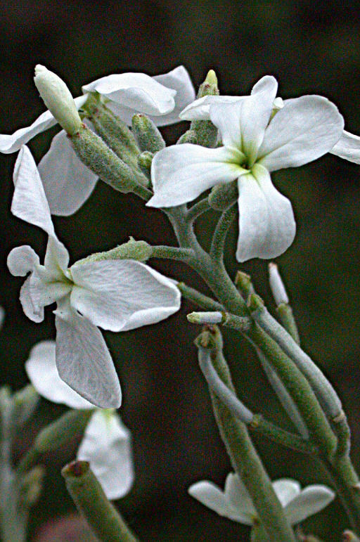 Plancia ëd Matthiola incana (L.) W. T. Aiton