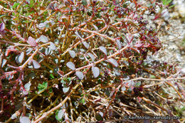 Image de Euphorbia polycarpa Benth.