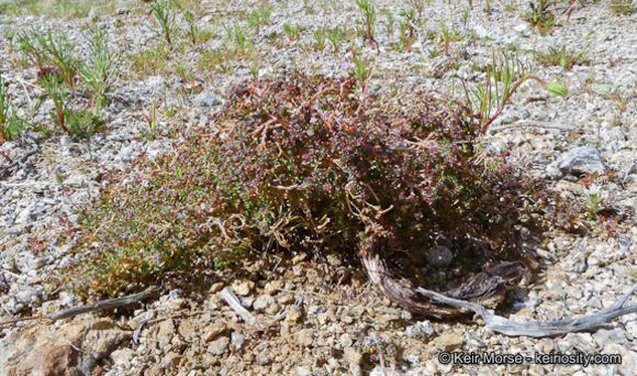 Image of smallseed sandmat