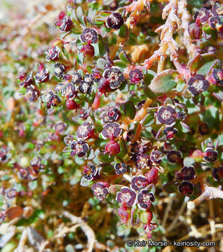 Image de Euphorbia polycarpa Benth.