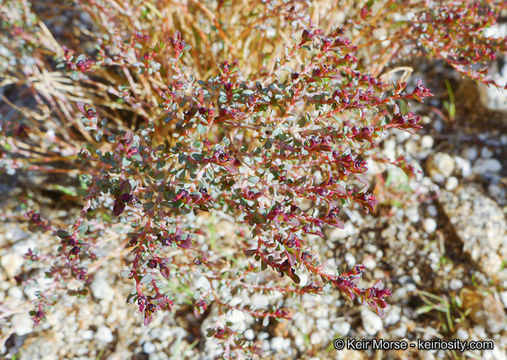 Image de Euphorbia polycarpa Benth.