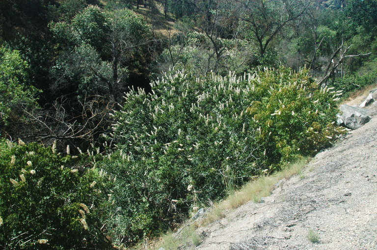 Imagem de Aesculus californica (Spach) Nutt.