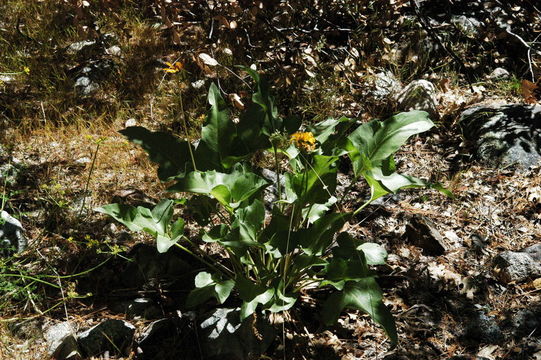 Image of deltoid balsamroot