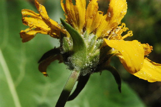 Image of deltoid balsamroot