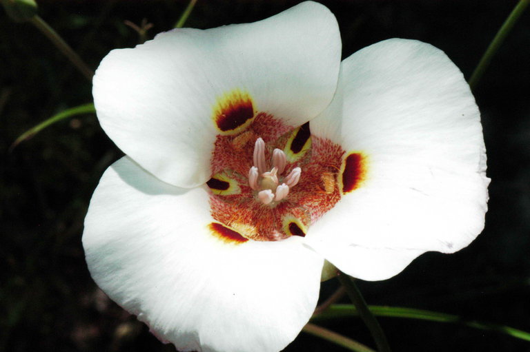 Image of butterfly mariposa lily