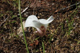 Image of butterfly mariposa lily