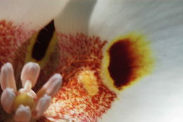 Image of butterfly mariposa lily