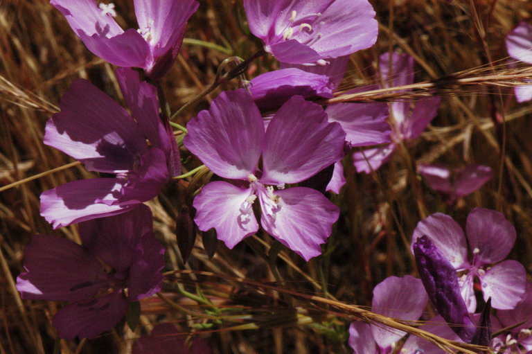 Image of Dudley's clarkia